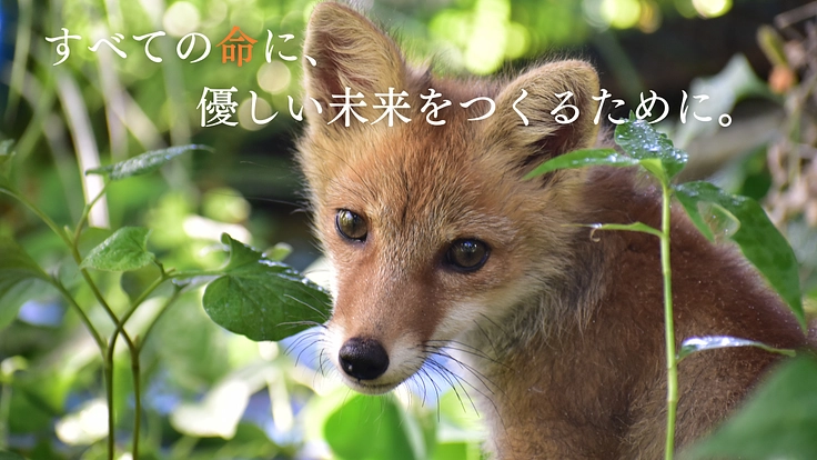 一刻を争う命と向き合うために。傷病野生鳥獣を救う医療機器の導入へ 5枚目