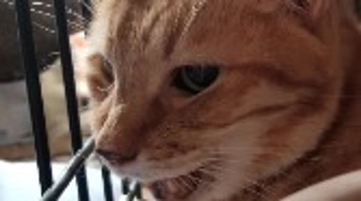 チャーを応援してくださった皆様へ