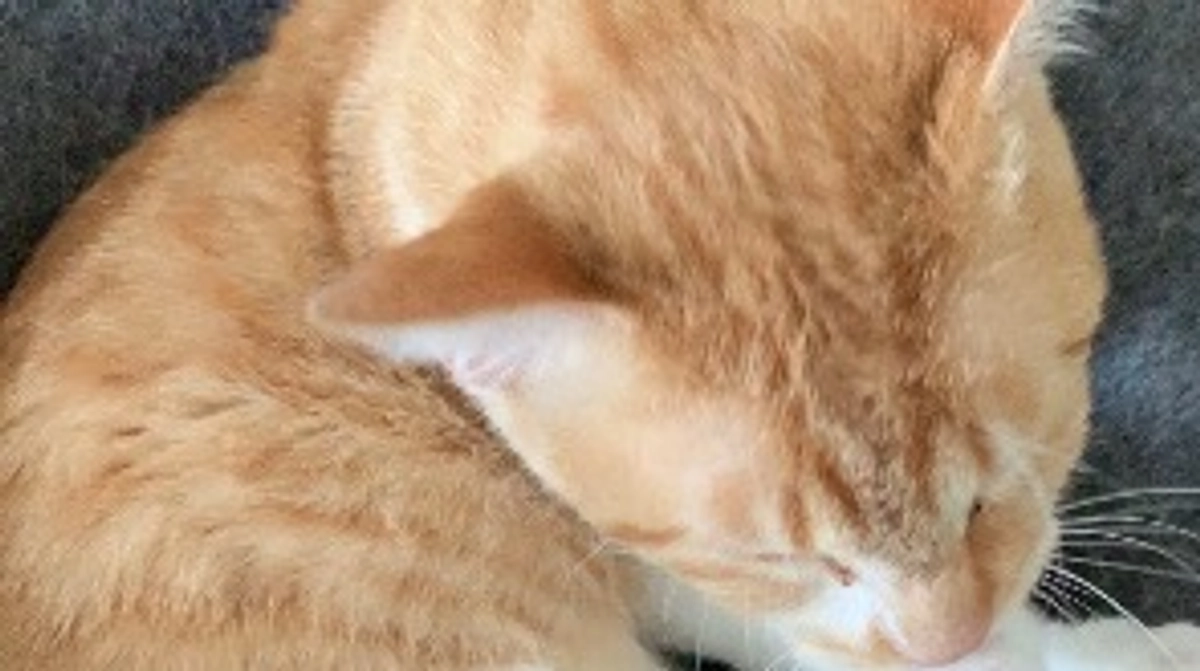 投薬77日目（プロジェクト開始37日目）