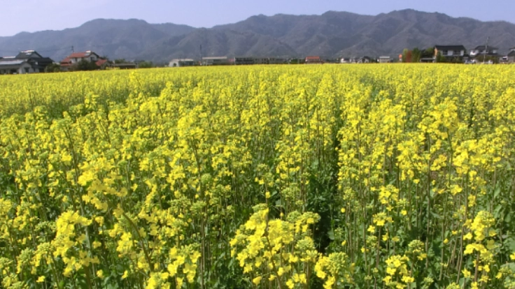 農家とつくる安心安全な圧搾一番搾り純系菜種油をこれからも