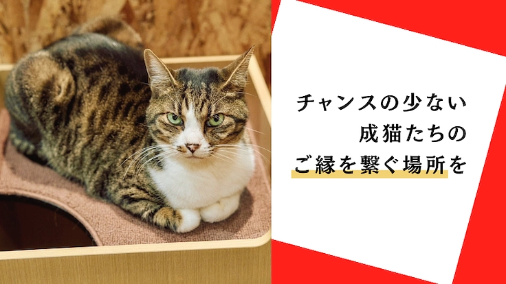 【存続に力を…!】チャンスが少ない成猫たちの保護猫カフェの再挑戦 2枚目