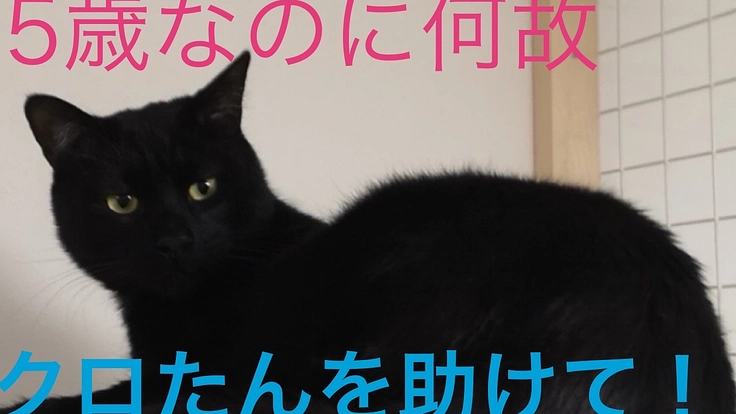 FIPに五歳で発症したクロたんを助けて！