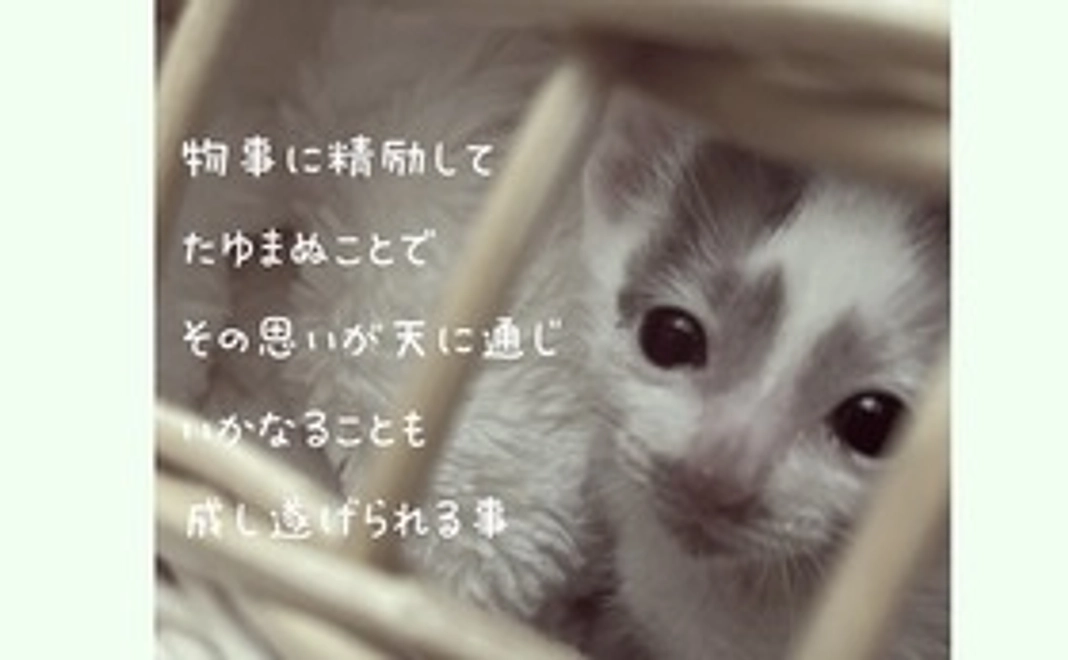 【一念天に通ず】感謝のメールと保護猫達の写真