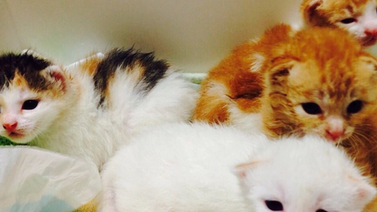 保護した猫たちに新しい家族を！シェルター兼譲渡会場を開設！