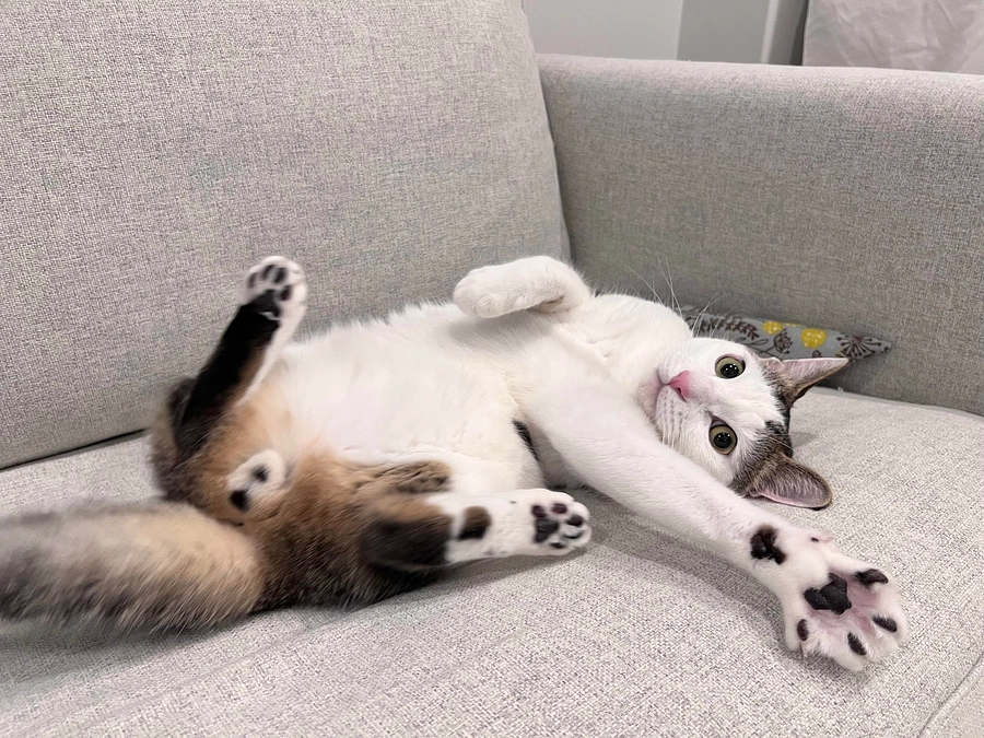 保護猫ホームでの新しい生活を始めたシロちゃん。ぼく、強く生きるよ。”しんゆう”からの自立？