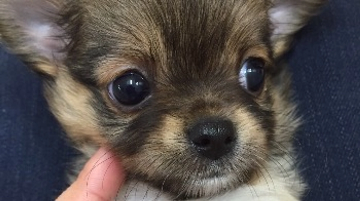 どうして名前は「てって」になったの？【活動報告16日目】