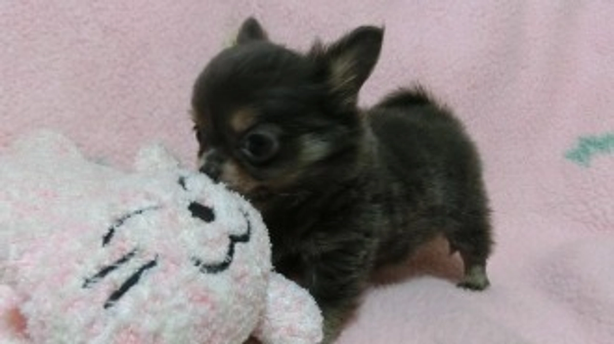 くまもんへの家族の思い