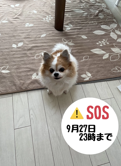 残り8時間となりました。