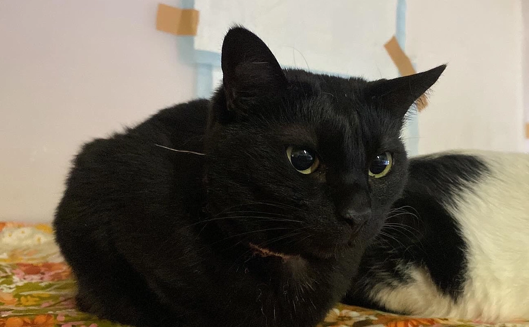 全力応援:黒猫の美しさ