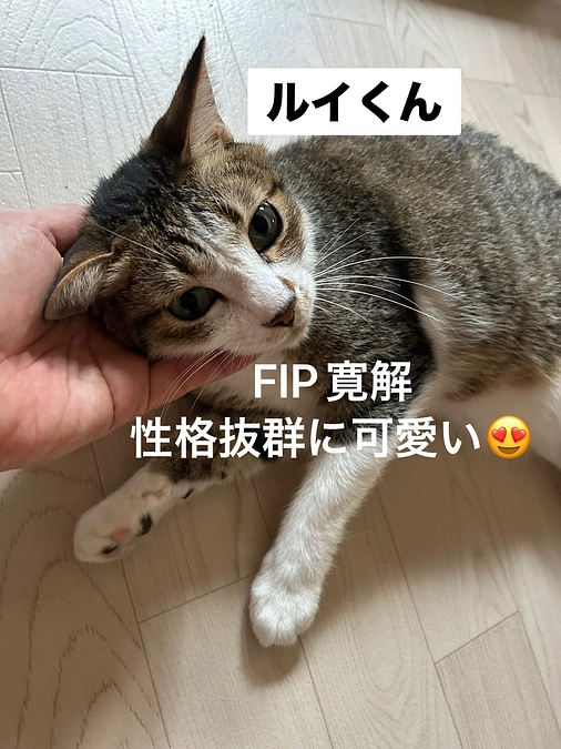 🎥動画で巡る《開放型シェルター》まだ長屋だよ！ツアー🐾～和室編～