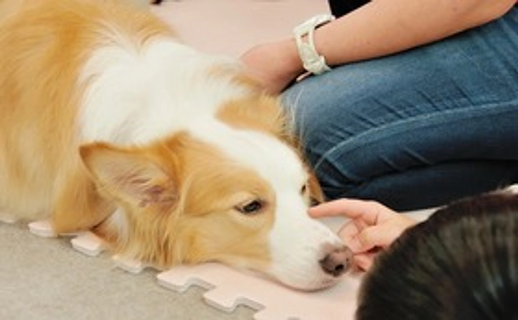 プチ支援（お礼メールのみ）