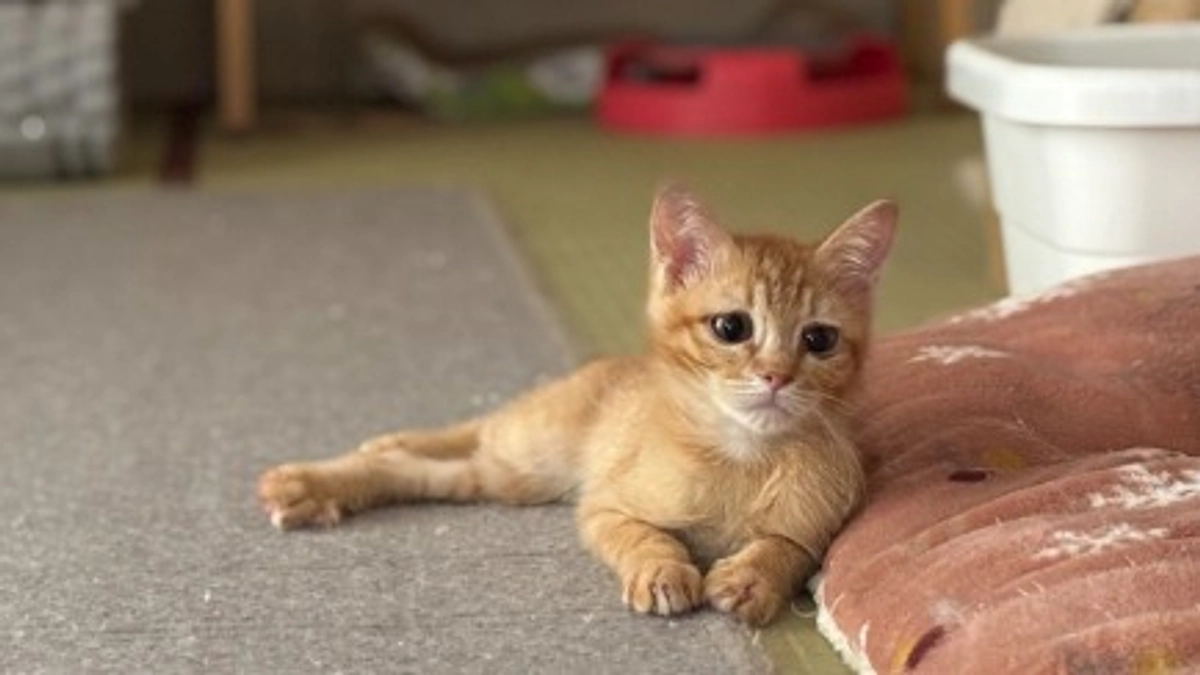 事故で瀕死だった朝顔ちゃん　９月