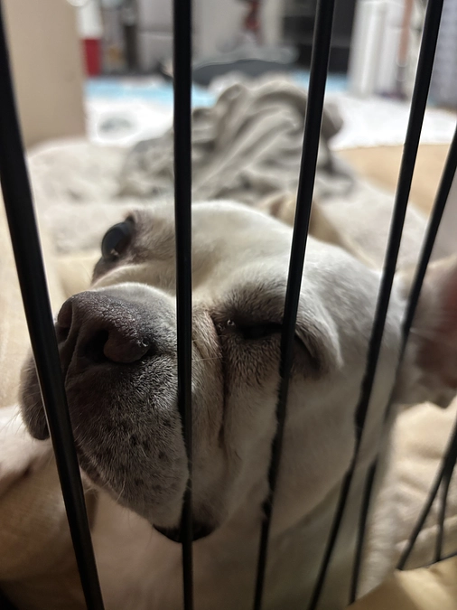 【目標目前！あと120万】脱走対策にこだわり！