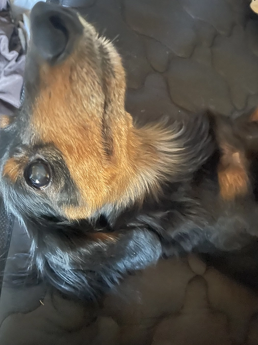 4月27日　クゥ治療できました。後11日どうか宜しくお願い致します。