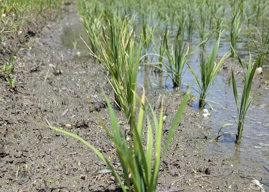 【無事に田植え、すべて完了しました！】
