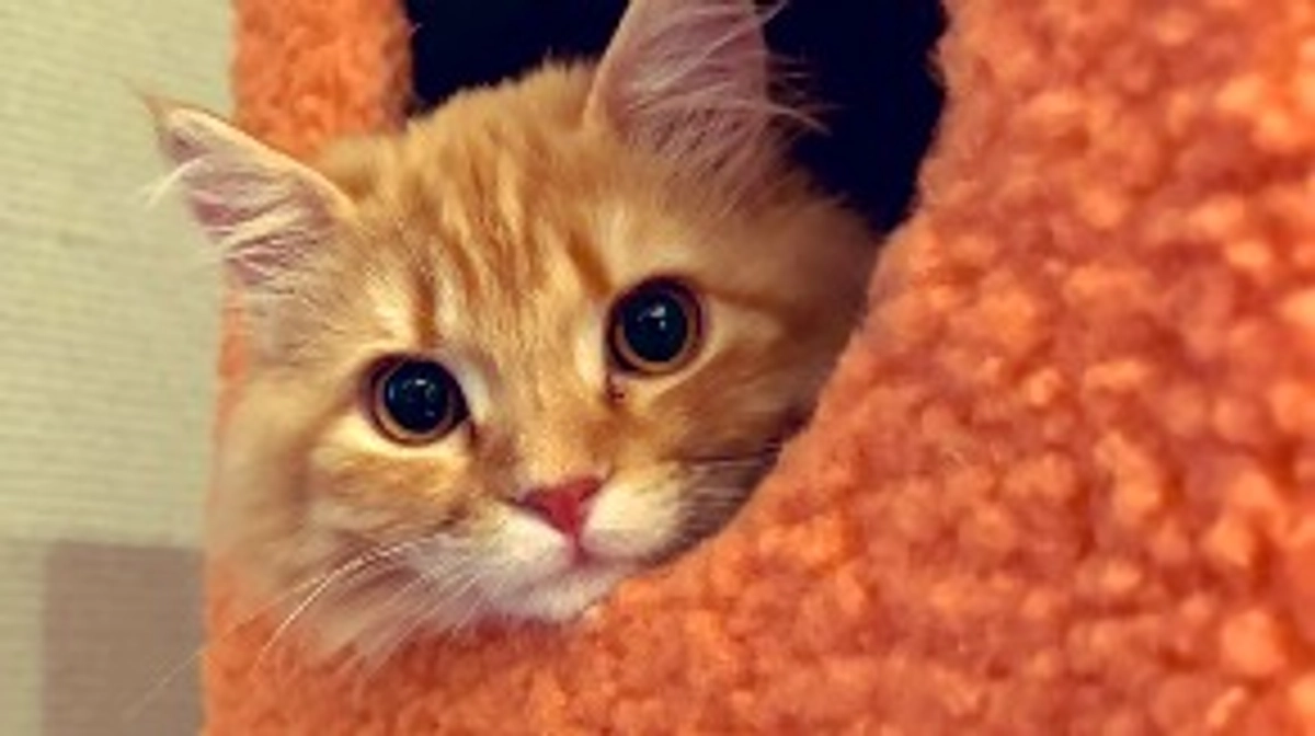 ありがとうございます