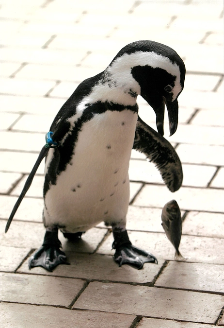 フォトコンテスト2023年募集中！　締め切りは12月31日です。