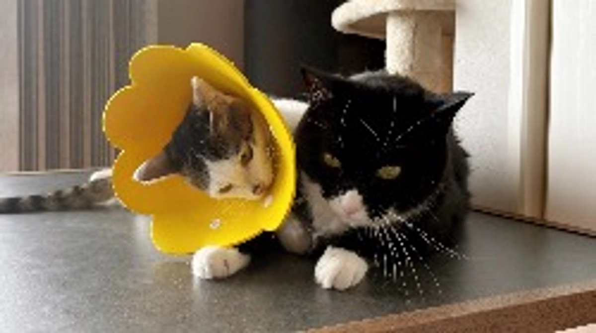 神経圧迫による足の痺れの可能性。