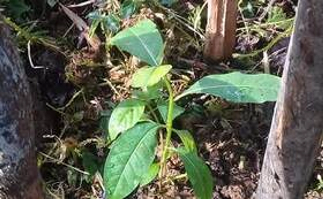 「FRUVEAN」活動支援と絶滅危惧種の植林