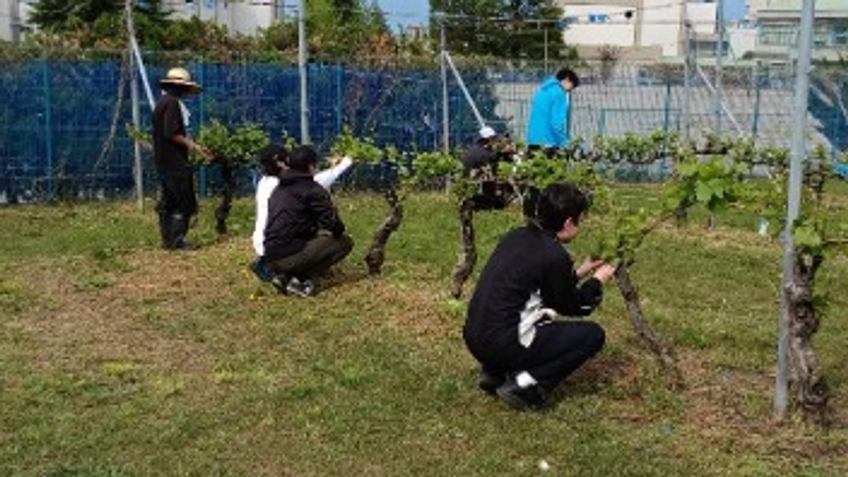 ワイン科学特別コース3年生が受講するブドウ栽培学実習が始まりました