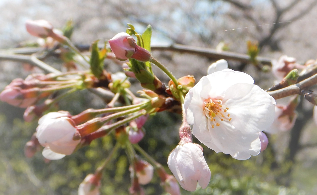 【税制優遇あり】応援コース（3,000円）