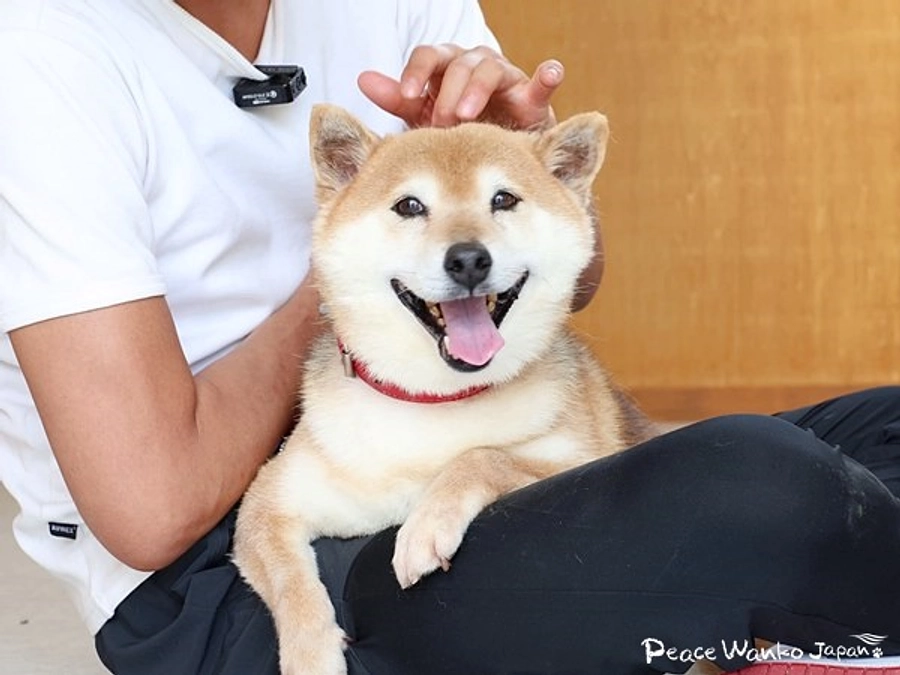 福岡譲渡センターの保護犬第一号「めんたい」