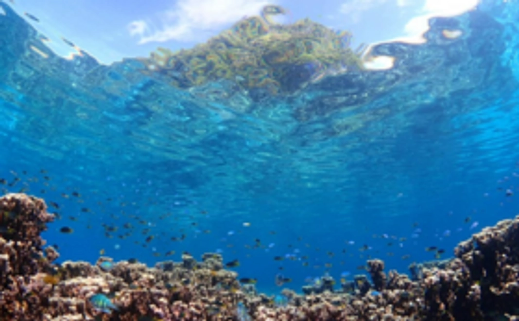 綺麗な海に！パラオダイビング協議会応援コース