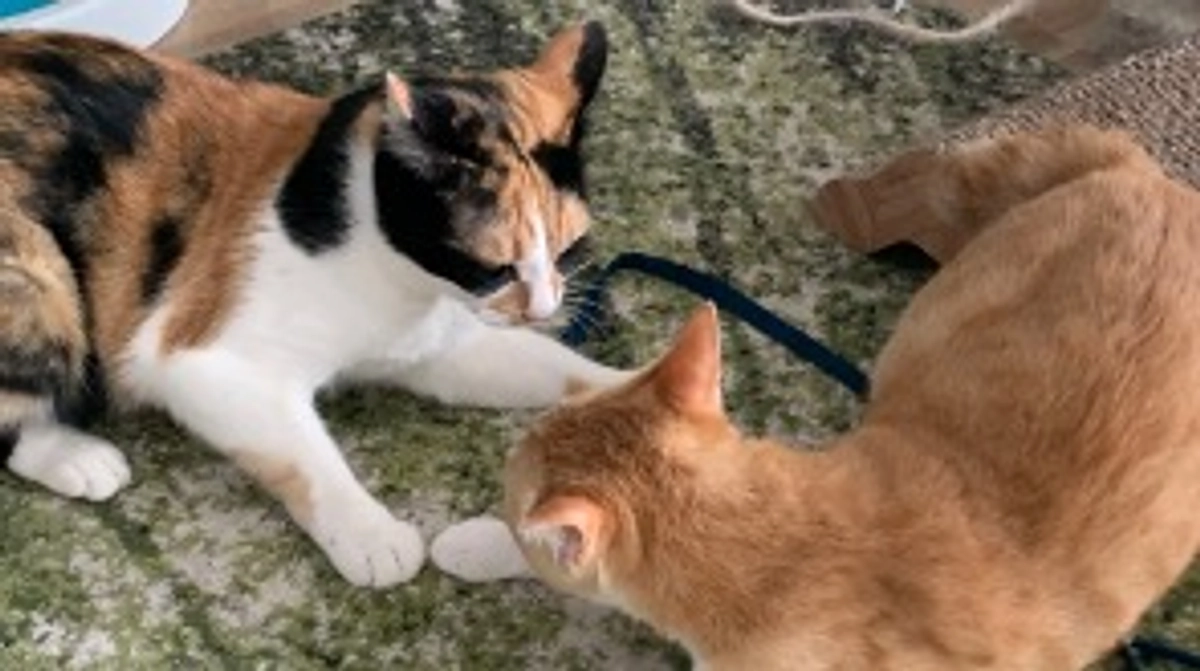 投薬80日目（プロジェクト開始40日目）※残り6日です。