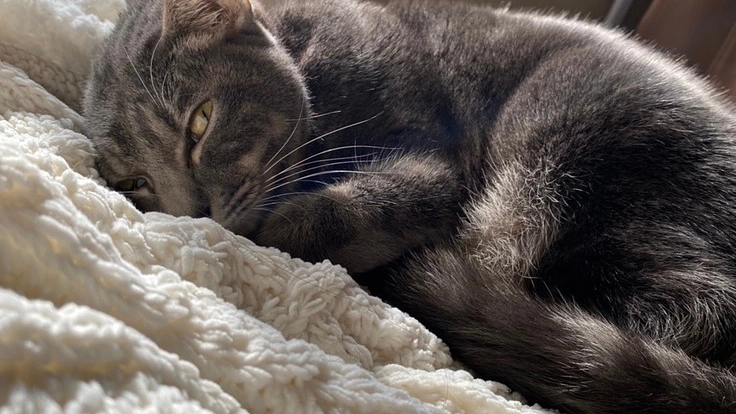 幼い命を救いたい〜FIP(猫伝染性腹膜炎)と診断された愛猫ココア〜