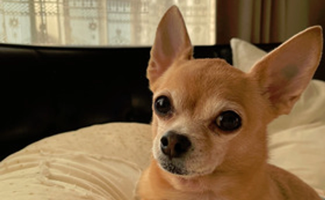 ロメオへの支援①