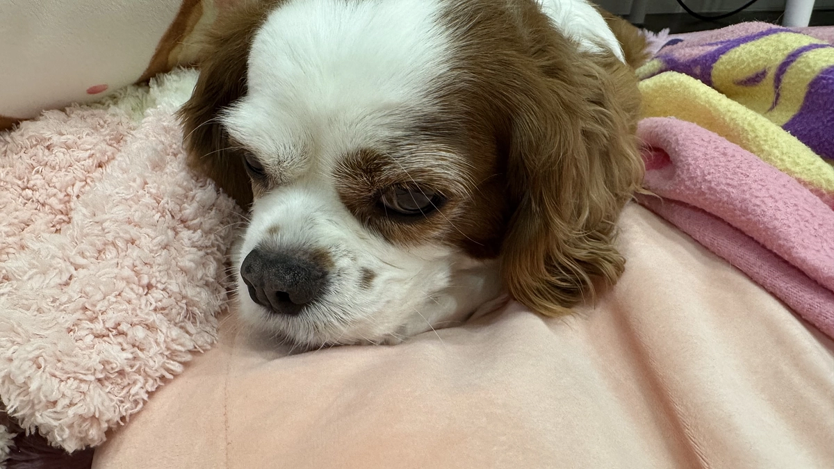 もうすぐ残り4日となります【55日目】