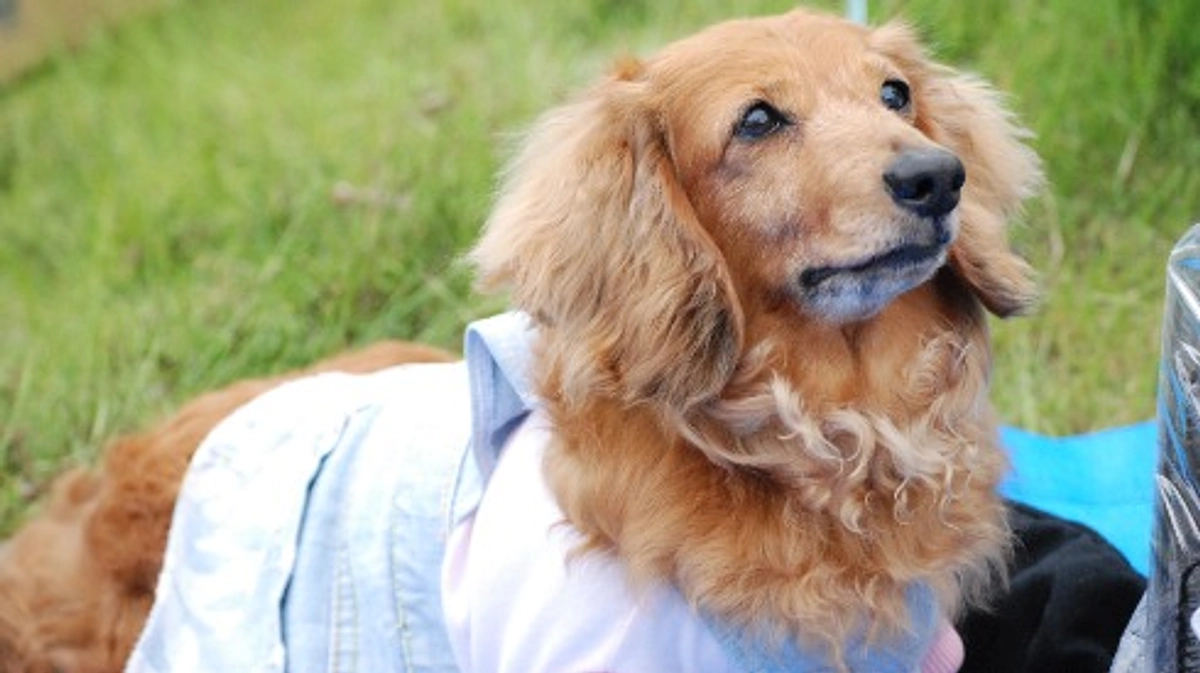 【残り6時間】デュッカがいたからこそ、DOG DUCAがあり、シニアドッグ・サポーター制度がある