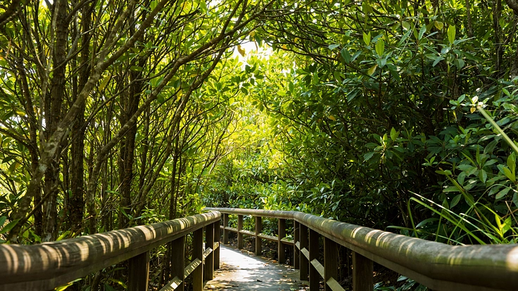 世界自然遺産やんばるの豊かな自然を後世に残していくため、ご支援を！ 6枚目
