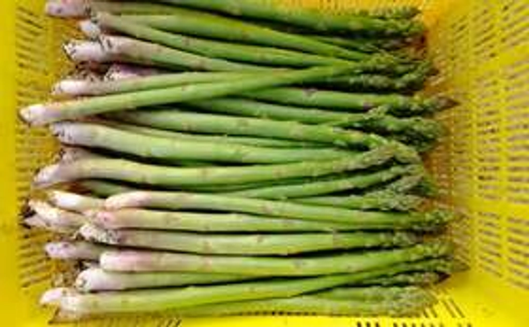 採れたてアスパラorお米3kgプレゼント