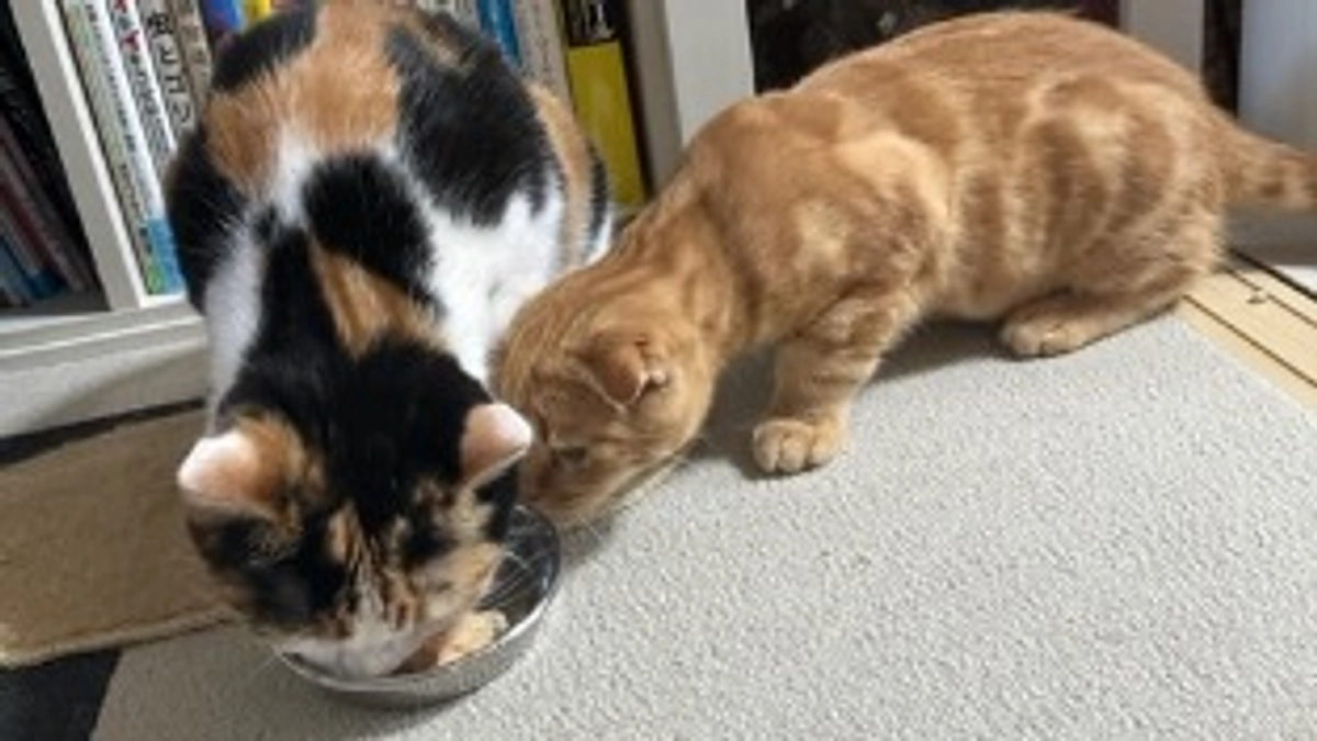 奪い取ろうとするふう