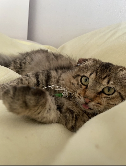 FIP投薬延長期間完了、経過観察3日目