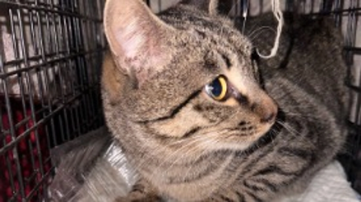 捕獲しました。