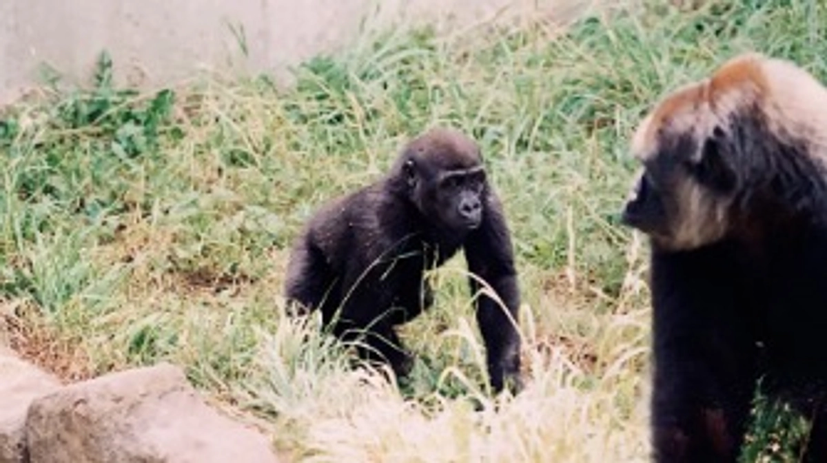 【プロジェクト内容のご紹介】千葉市動物公園とゴリラについて