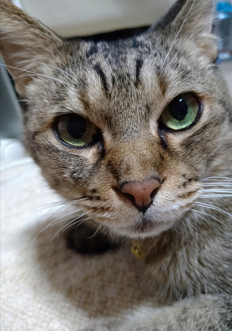 かつおちゃん追加の薬をもらってきました