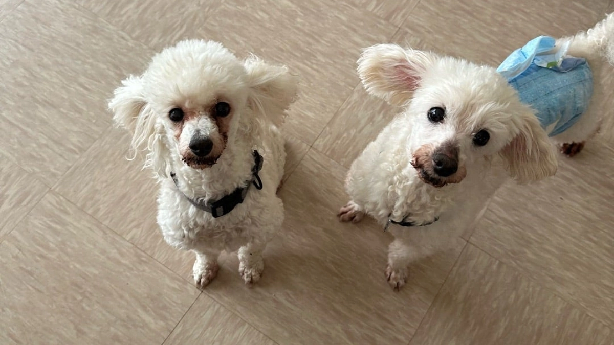 4/18プードル2匹引き取りました