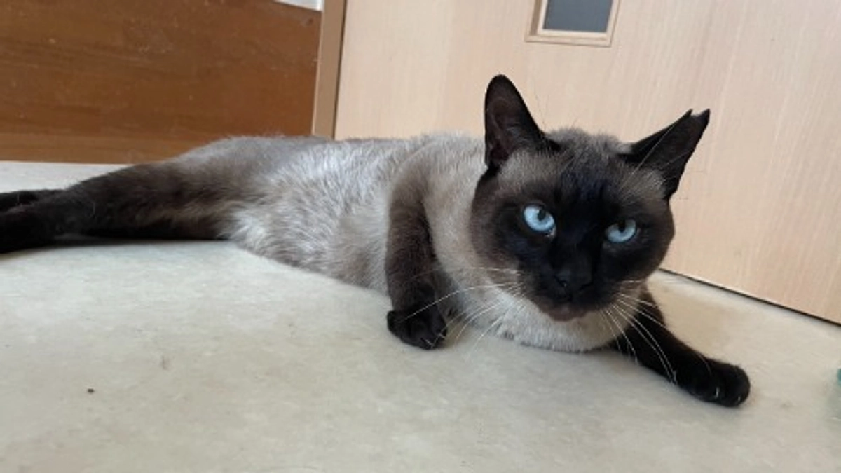 つき組さんのリフォームについて