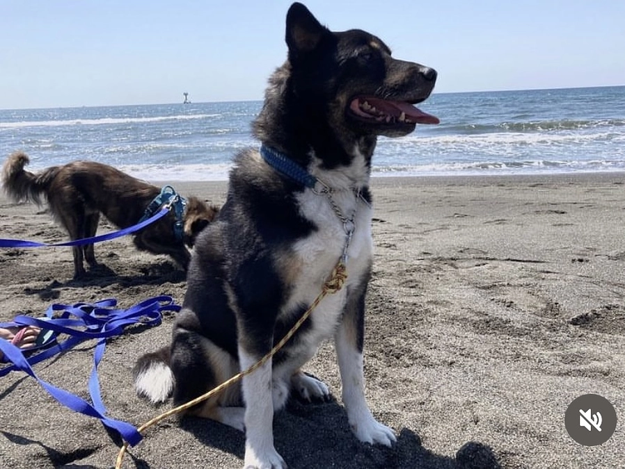 終了まであと3時間！ダンテ、ミク、本当にありがとう❤️