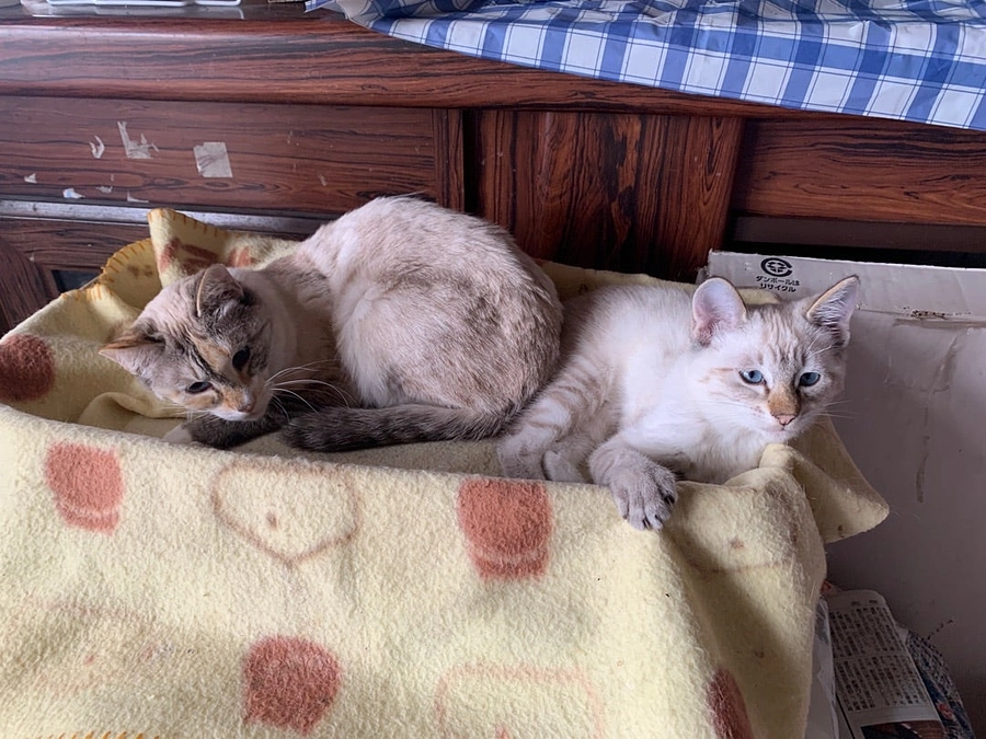 七飯町 多頭飼育案件2件 着手スタート