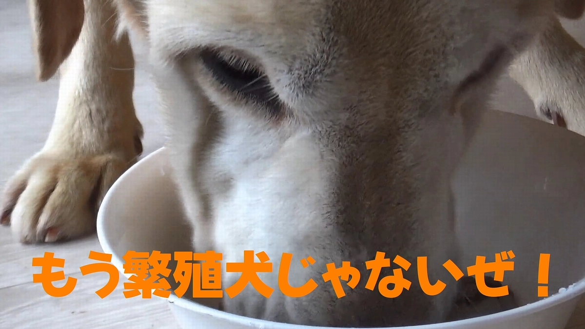 ラブラドールレトリーバーの♂の子をシェルターへ搬送