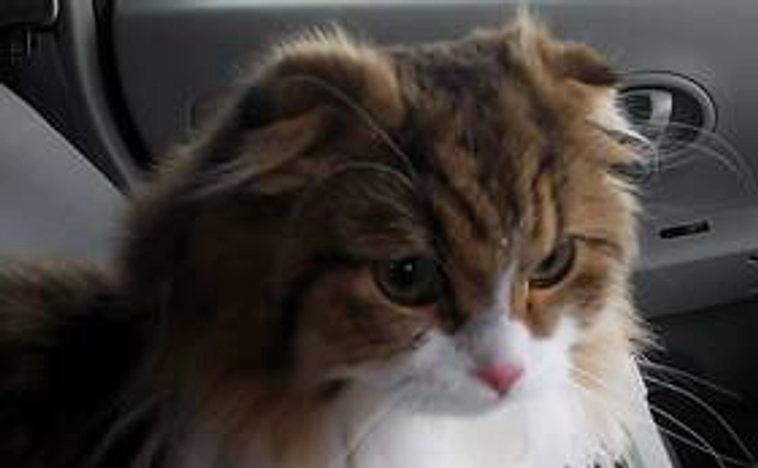 お礼のメール＆テオ画像2点