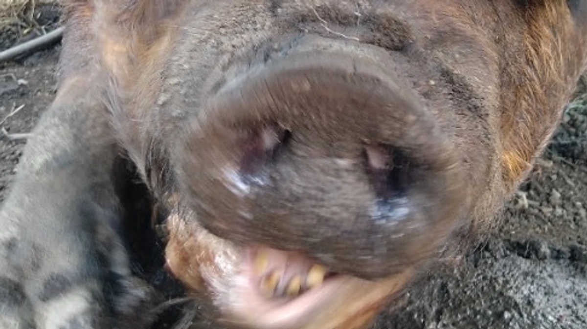 こげちゃちゃまるを紹介します