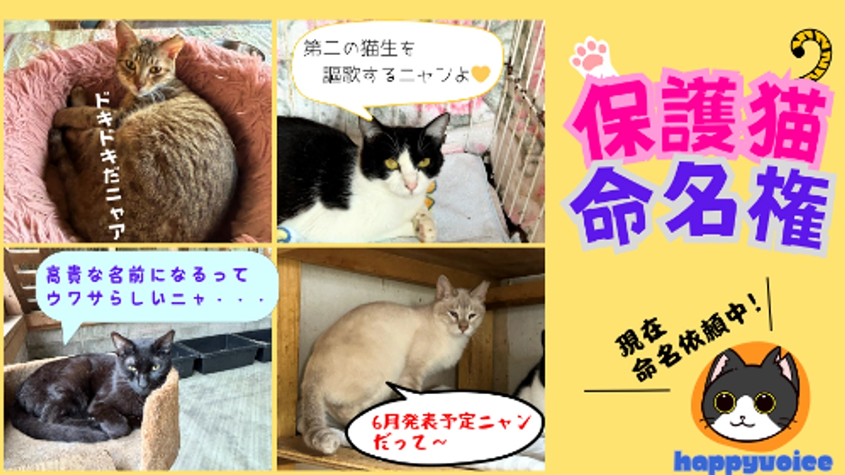 【進捗情報④】保護猫命名権（リターン）、依頼中です！