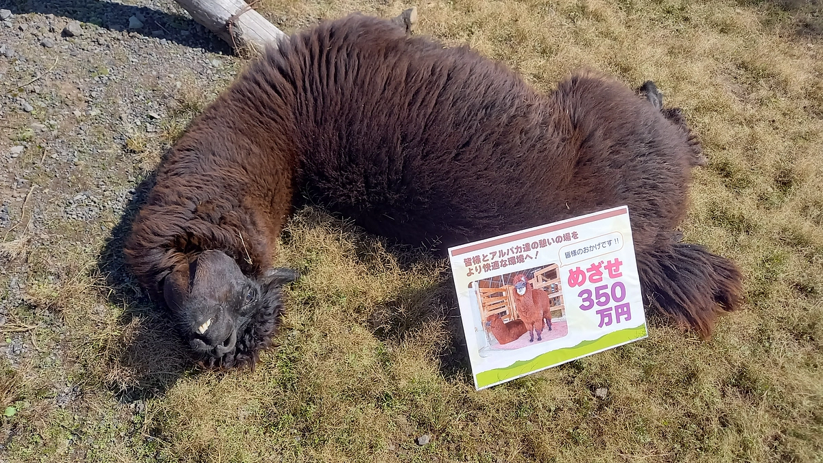 応援コメントのご紹介③