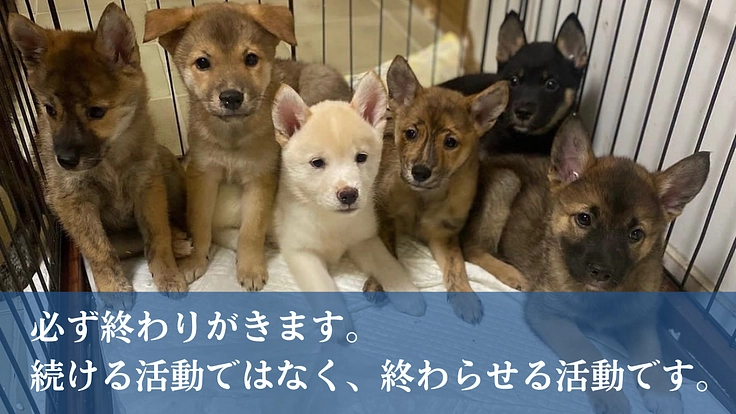 人知れず消えていく命をゼロに。悲願「野犬の保護シェルター」新設へ 7枚目