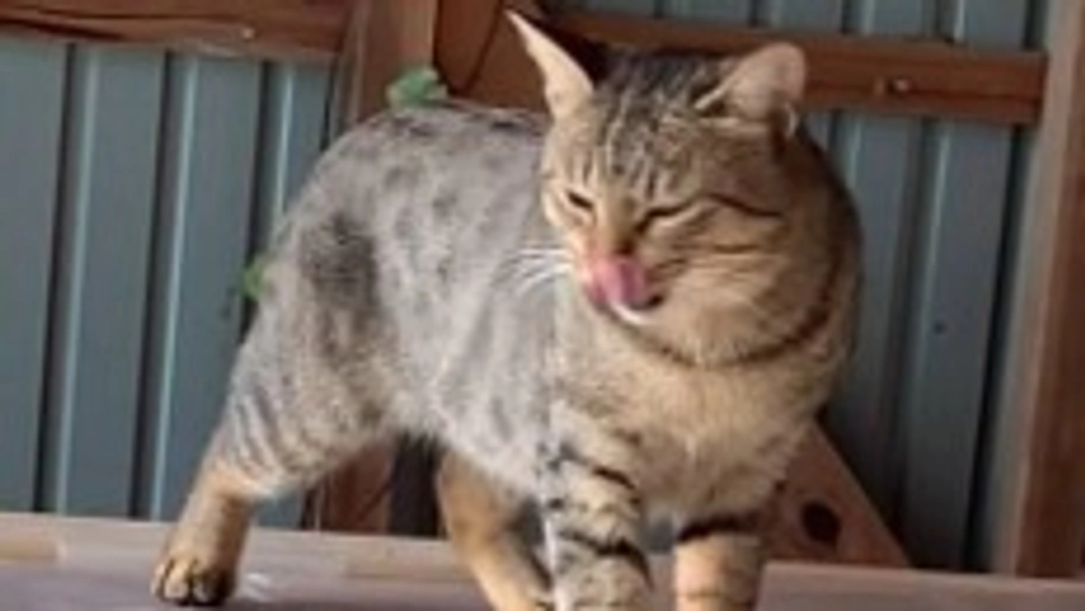 11/1 猫ちゃん達の様子🐱